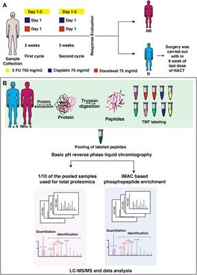 Integrated proteomics and phosphoproteomics revealed druggable kinases in neoadjuvant chemotherapy resistant tongue cancer